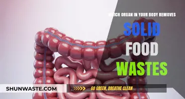 The Unsung Hero: How Your Large Intestine Removes Solid Food Wastes