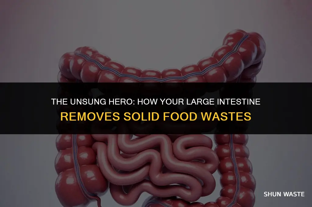 which organ in your body removes solid food wastes