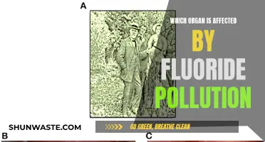 How Fluoride Pollution Impacts Your Kidneys