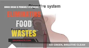 The Unsung Hero: How Your Body Eliminates Food Waste Efficiently