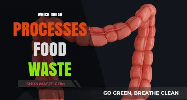Decoding Digestion: The Unsung Hero Processing Food Waste