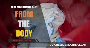 How the Kidneys and Other Organs Eliminate Waste from the Body