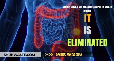 How the Colon Stores and Compacts Waste for Elimination