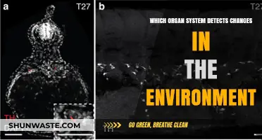 How the Nervous System Detects and Responds to Environmental Changes