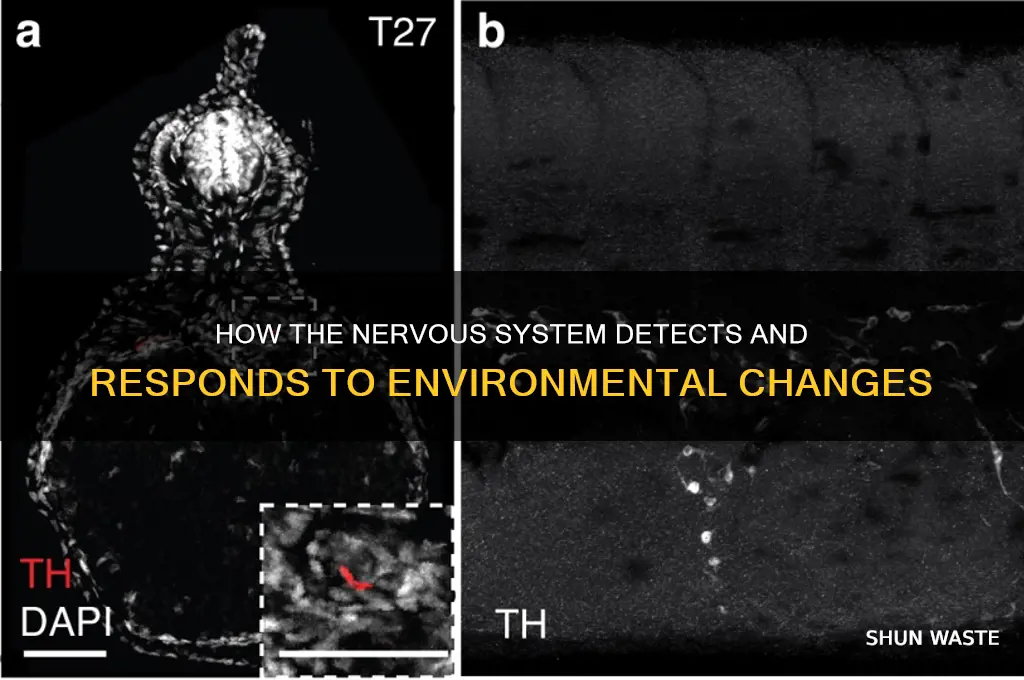 which organ system detects changes in the environment
