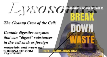 Lysosomes: The Cellular Waste Disposal Units with Digestive Enzymes