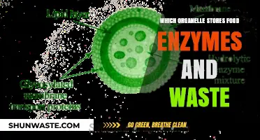 Unveiling the Cellular Powerhouse: Lysosomes and Their Role in Storage and Waste Management