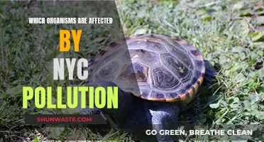 Pollution's Impact: NYC's Affected Organisms