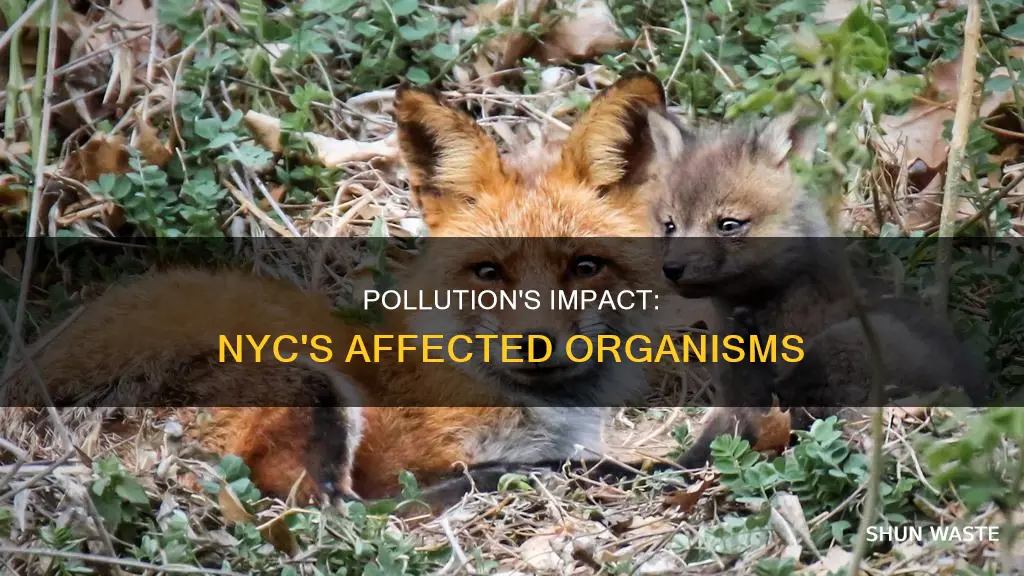 which organisms are affected by nyc pollution