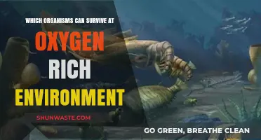 Oxygen-Rich Ecosystems: Organisms Thriving in High-Oxygen Environments Explained