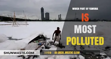 Yamuna's Most Polluted Stretch: A Troubling Reality