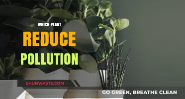 Plants that Purify: Natural Air Cleaners