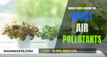 Plants That Purify: Natural Air Filters for Your Home