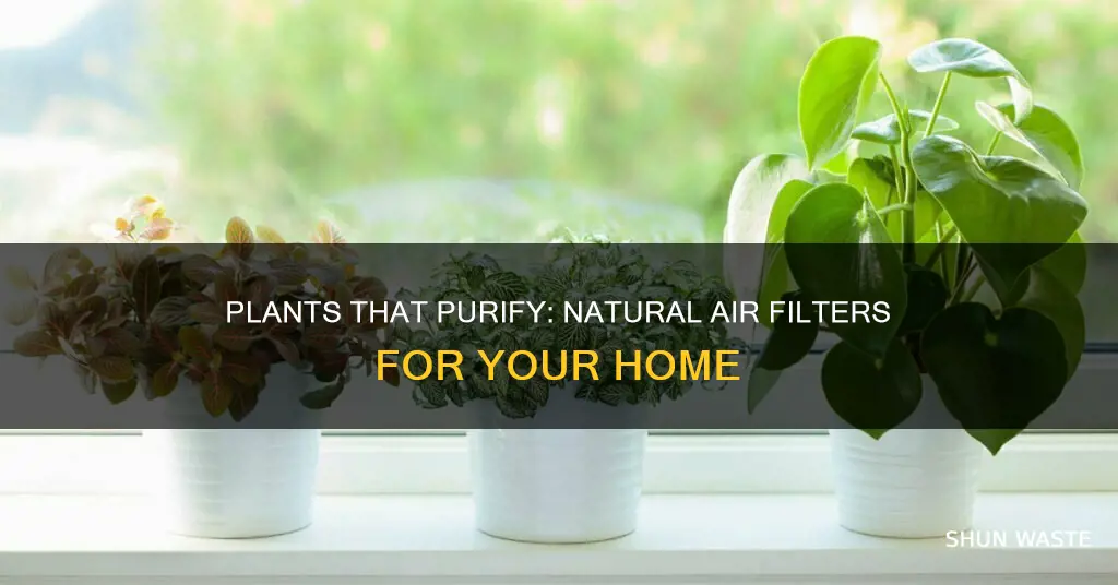 which plants absorb the most air pollutants