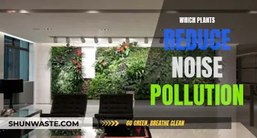 Plants That Actively Reduce Noise Pollution in Your Space