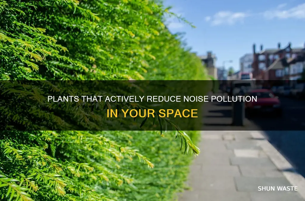 which plants reduce noise pollution