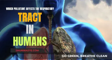 Respiratory Health: Pollutants and Their Effects