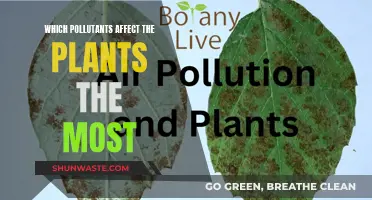 Plants vs Pollutants: Understanding the Most Harmful Toxins