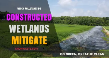 Constructed Wetlands: Effective Pollutant Mitigation for Cleaner Water Ecosystems