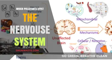 Neurotoxic Threats: Pollutants That Harm the Nervous System Revealed