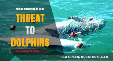 Ocean's Silent Killers: Unveiling the Pollution Threat to Dolphins