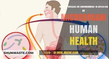 Microorganisms' Impact on Human Health: Exploring Environmental and Biological Processes