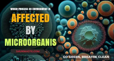 Microorganisms' Impact: Exploring Affected Processes and Environments in Ecosystems