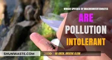 Pollution-Intolerant Macroinvertebrates: Identifying Species Vulnerable to Contaminated Waters