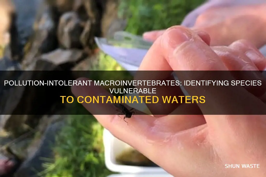 which species of macroinvertebrates are pollution intolerant