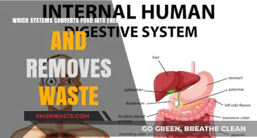 Exploring the Intricacies of Digestive Systems: From Food to Energy and Waste Removal