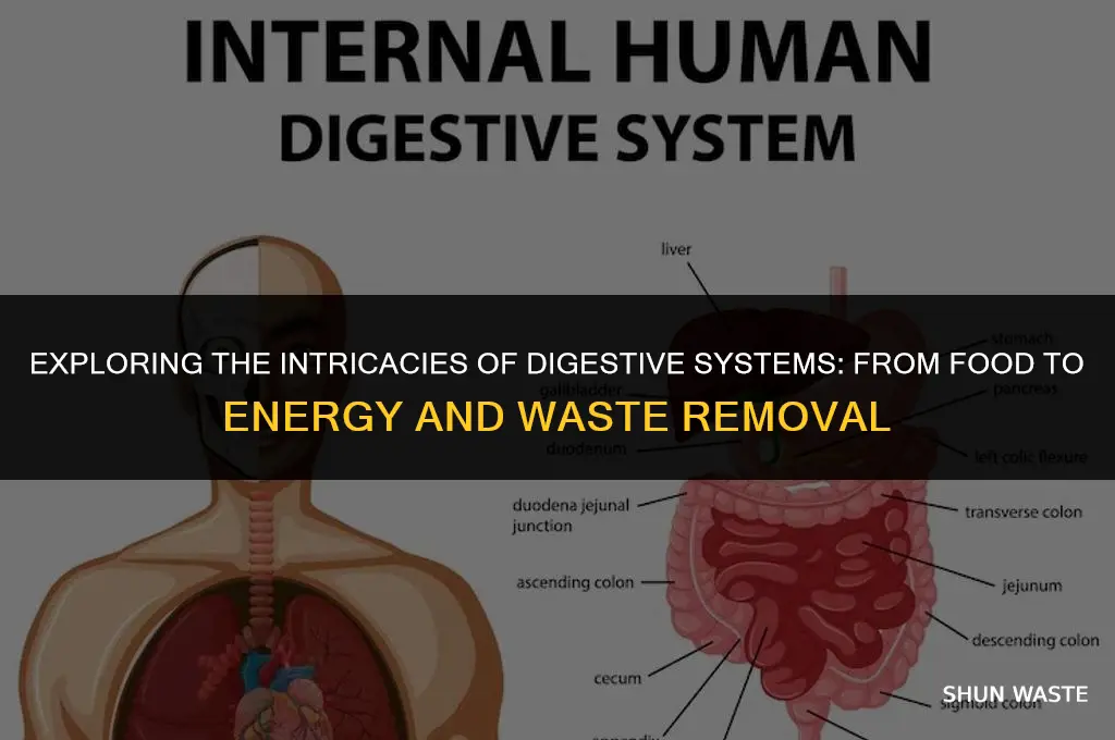 which systems converts food into energy and removes waste