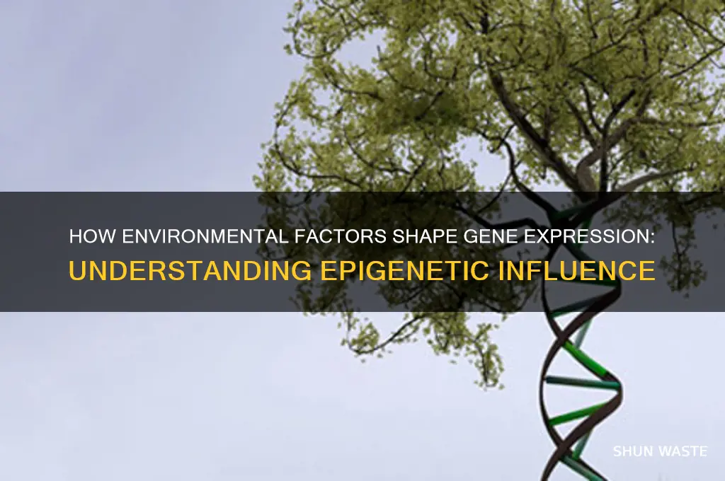 which term means that the environment can inflence gene activity