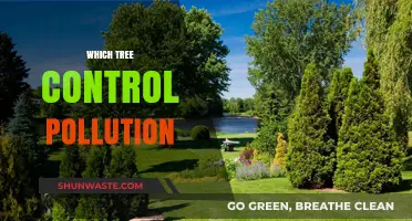 Trees That Purify Air: Nature's Best Pollution-Fighting Champions