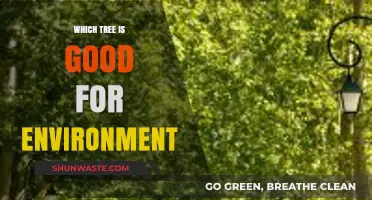Best Trees for a Greener Planet: Top Eco-Friendly Choices