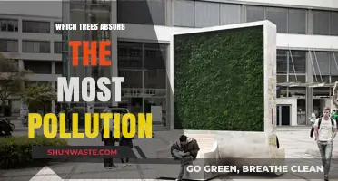 Top Trees for Purifying Air: Nature's Best Pollution Absorbers