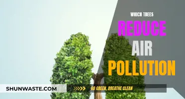 Trees: Natural Air Purifiers for a Greener Tomorrow