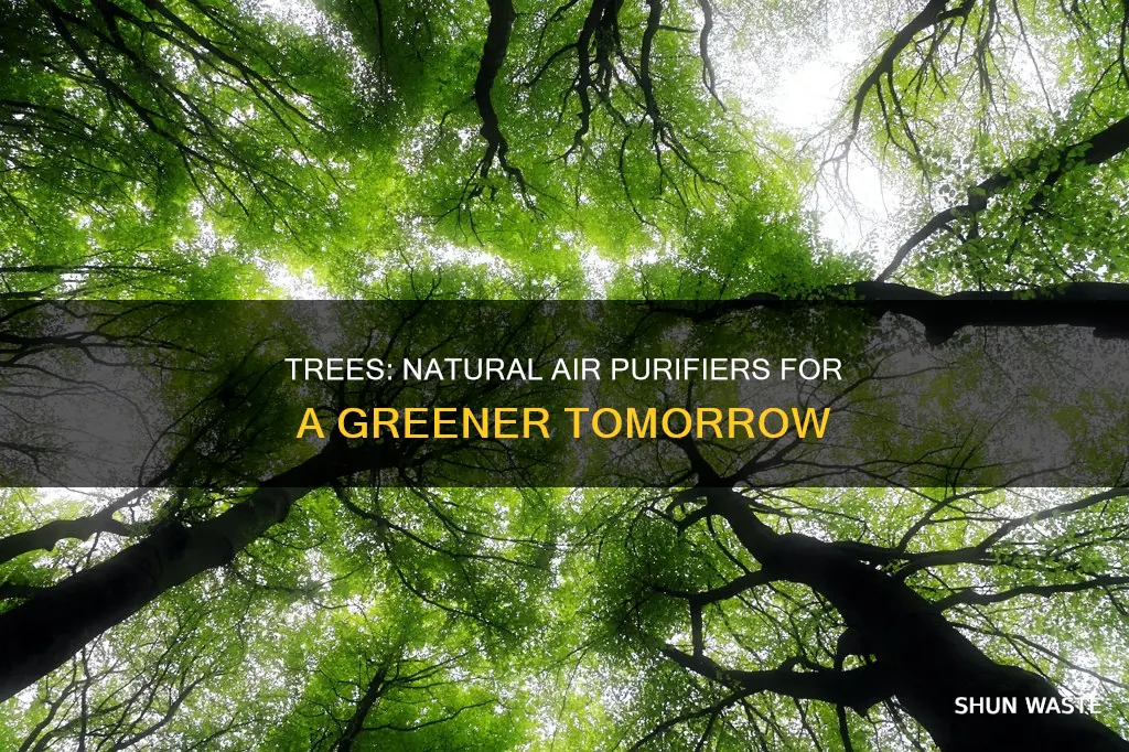 which trees reduce air pollution