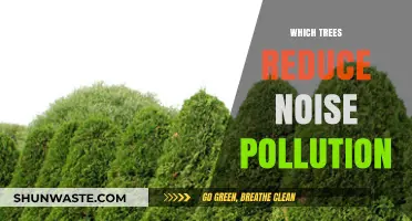 Best Trees for Noise Reduction: Greener Solutions for Quieter Spaces