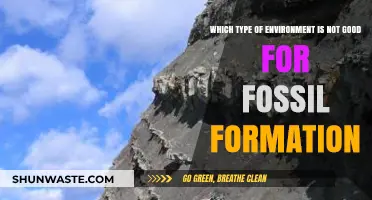 Unsuitable Environments for Fossil Formation: Factors That Hinder Preservation