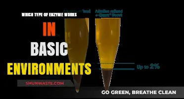 Alkaline Enzymes: Understanding Their Function in Basic Environments