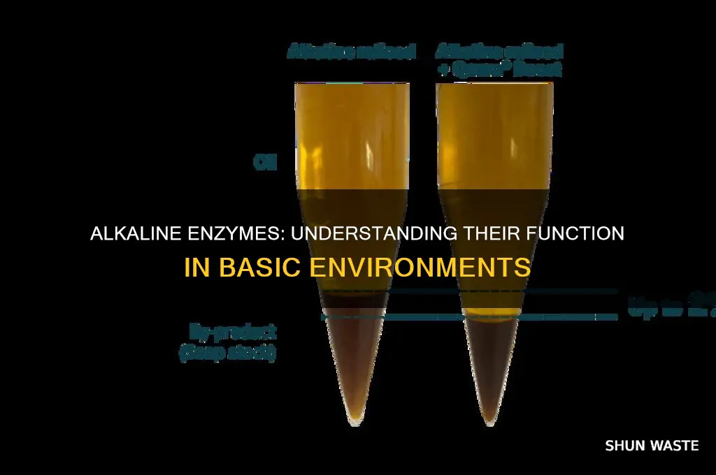 which type of enzyme works in basic environments