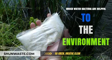 Beneficial Water Bacteria: Environmental Allies in Aquatic Ecosystems