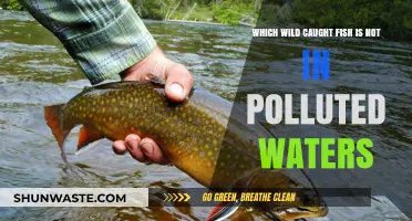 Clean Catches: Wild Fish Thriving in Unpolluted Waters