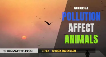 Air Pollution: Harming Animals, Impacting Nature's Balance