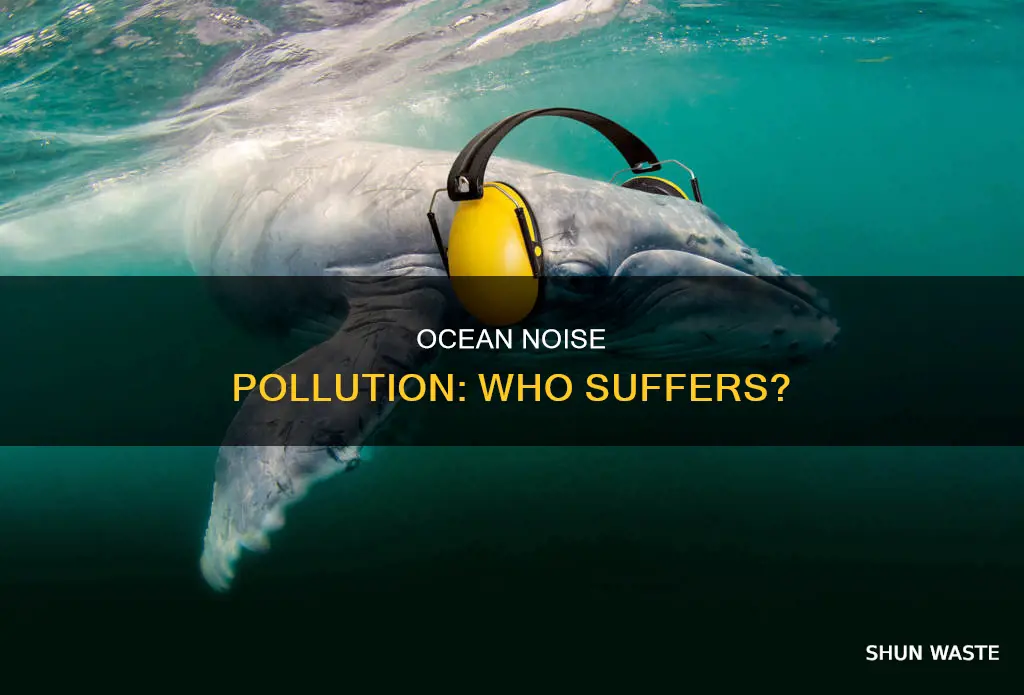 who is affected by noise pollution in the ocean