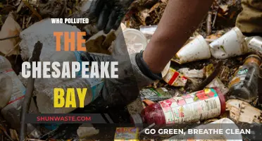 Unveiling the Culprits Behind Chesapeake Bay's Pollution Crisis