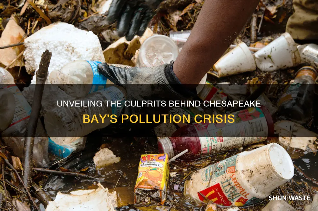 who polluted the chesapeake bay