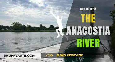 Unveiling the Culprits Behind Anacostia River's Pollution Crisis