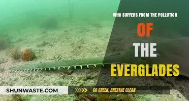 Everglades Pollution Crisis: Who Bears the Brunt of Environmental Degradation?