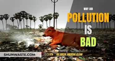 Air Pollution: A Slow Poison for Our Lungs and Planet